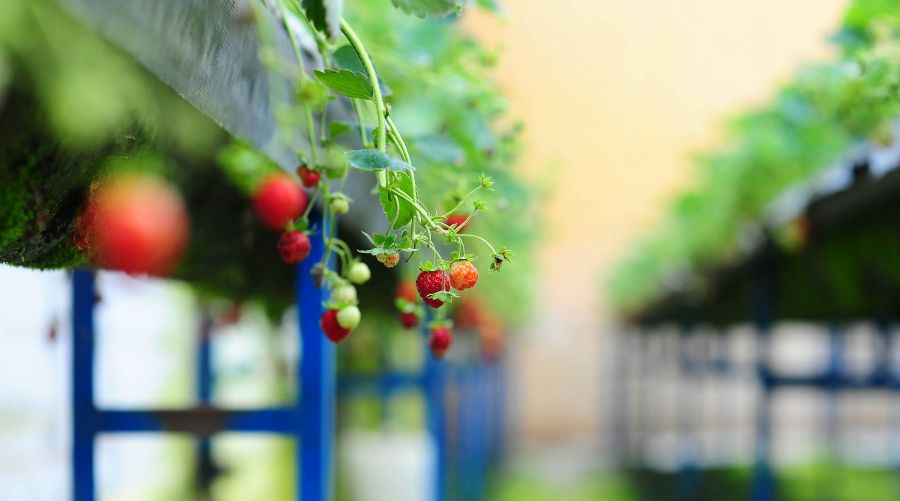 Beneficios de la automatización en invernaderos